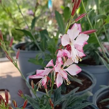 Svíčkovec Gambit Rose Bicolor květináč 12cm