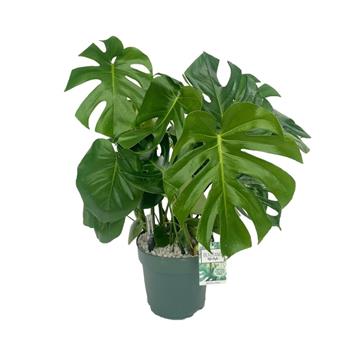 Monstera skvostná hydroponický květináč 24cm