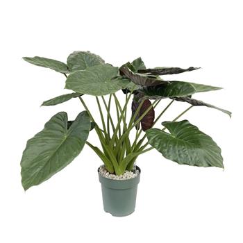 Alokázie hydroponický květináč 30cm