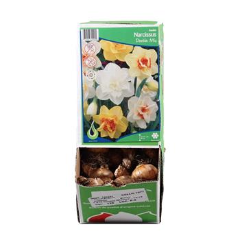 Narcis Double Mix 5ks