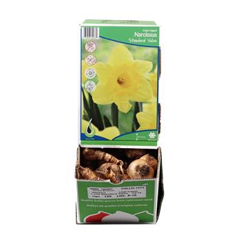 Narcis Standard Value 5ks