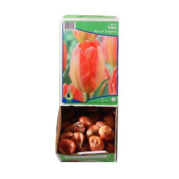 Tulipán Apricot Emperor 10ks