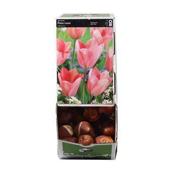 Tulipán Poco Loco 10ks