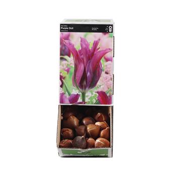Tulipán Purple Doll 10ks