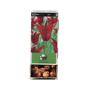 Tulipán Sarah Raven 10ks