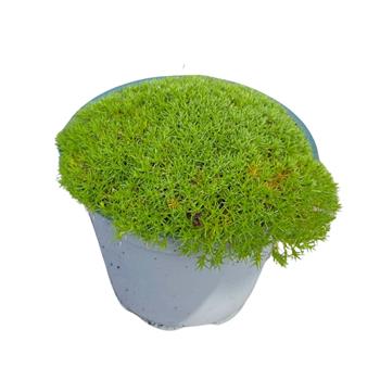 Chmerek květináč 12cm