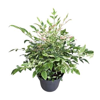 Nandina domácí Twilight květináč 1,5 litru