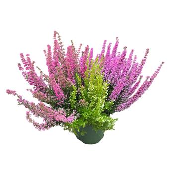 Vřesovec Beauty Queens Trio květináč 19cm