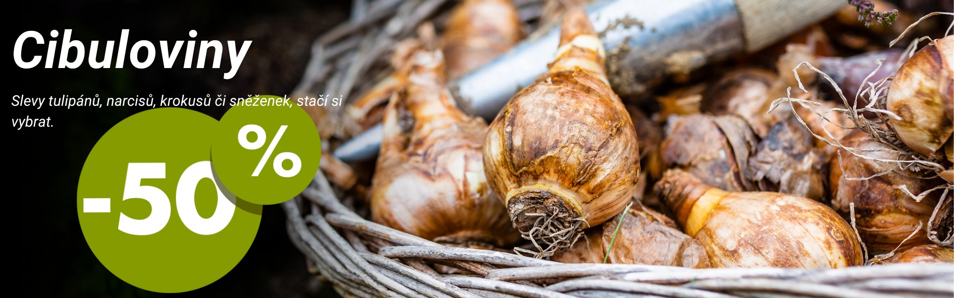 Cibuloviny
